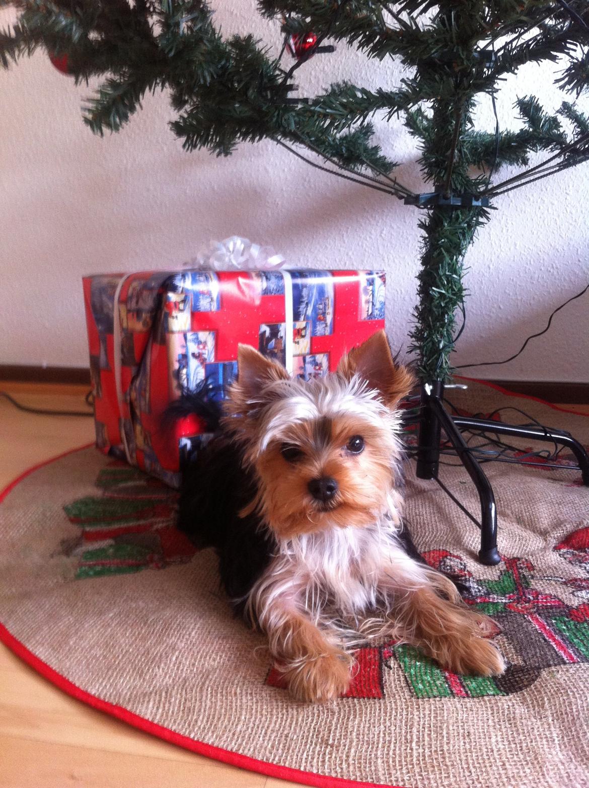 Yorkshire terrier Ludvig billede 15