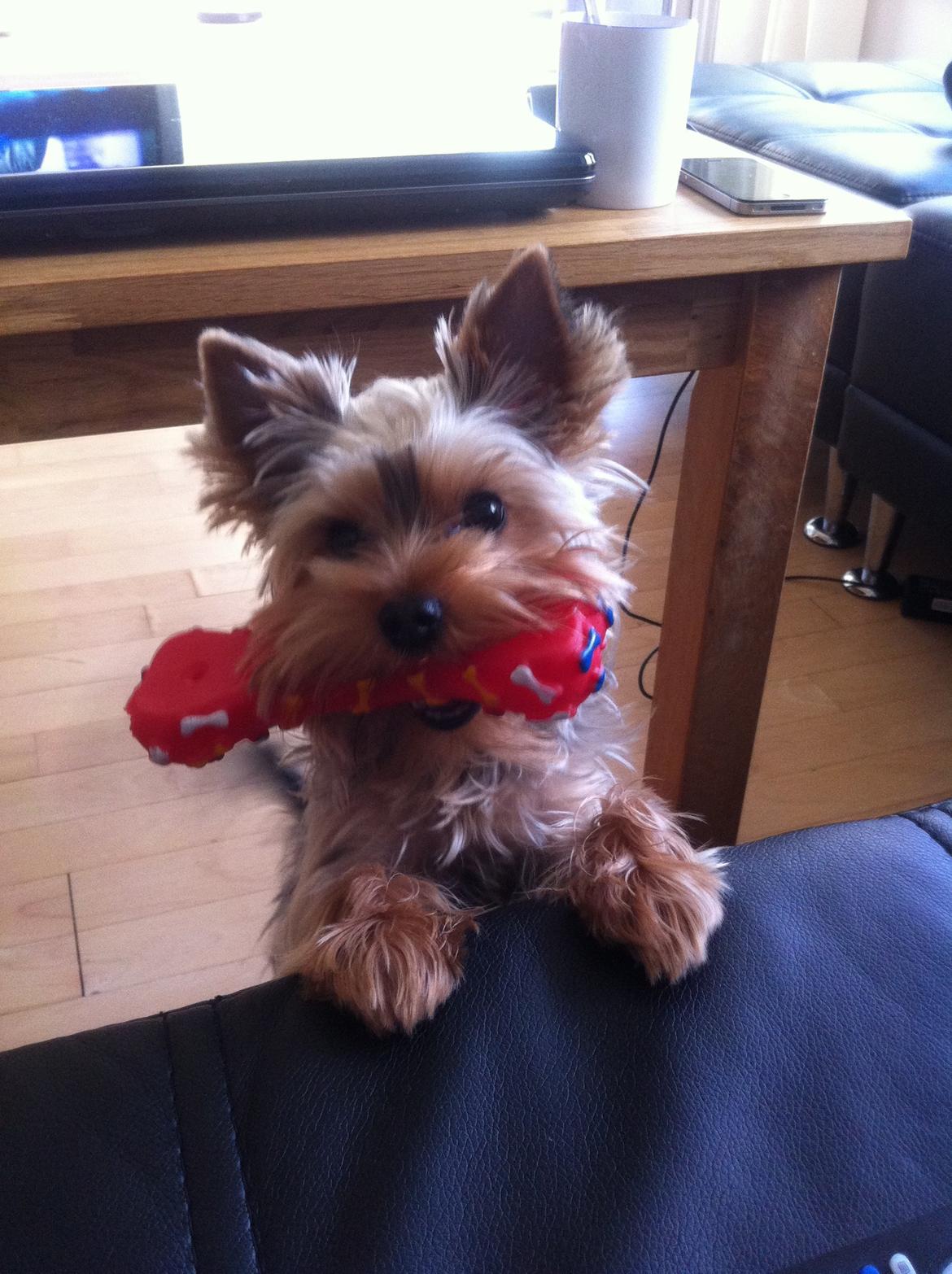 Yorkshire terrier Ludvig billede 17