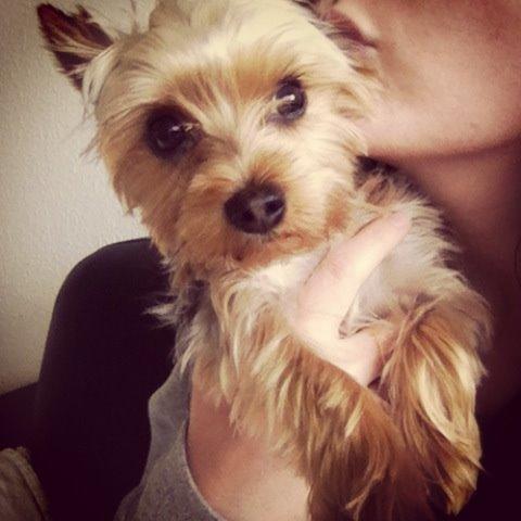 Yorkshire terrier Ludvig billede 19