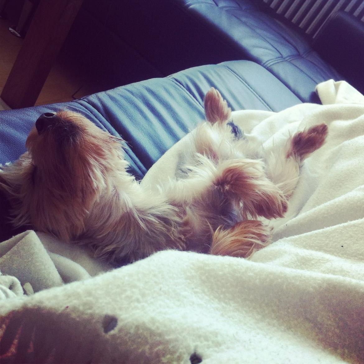 Yorkshire terrier Ludvig billede 20