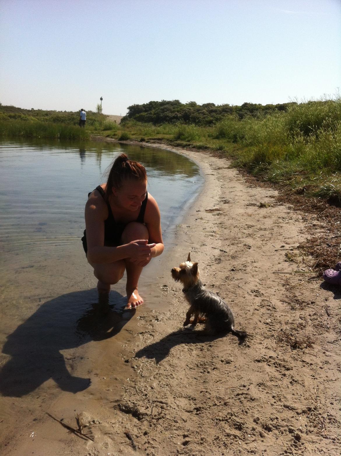 Yorkshire terrier Ludvig billede 21