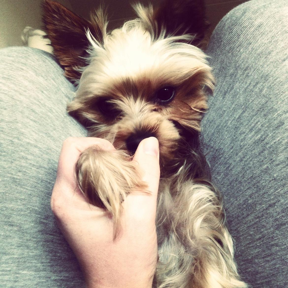 Yorkshire terrier Ludvig billede 18