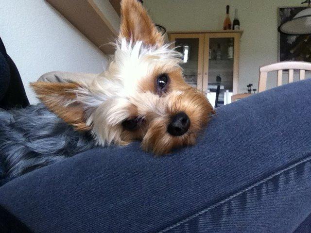 Yorkshire terrier Ludvig billede 4
