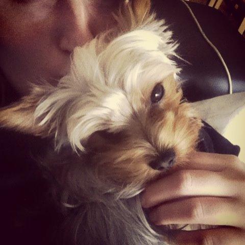 Yorkshire terrier Ludvig billede 23