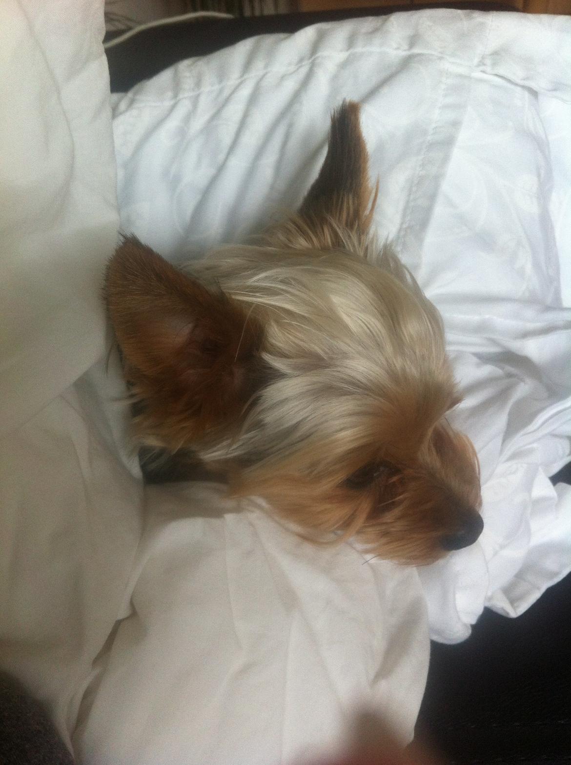 Yorkshire terrier Ludvig billede 24