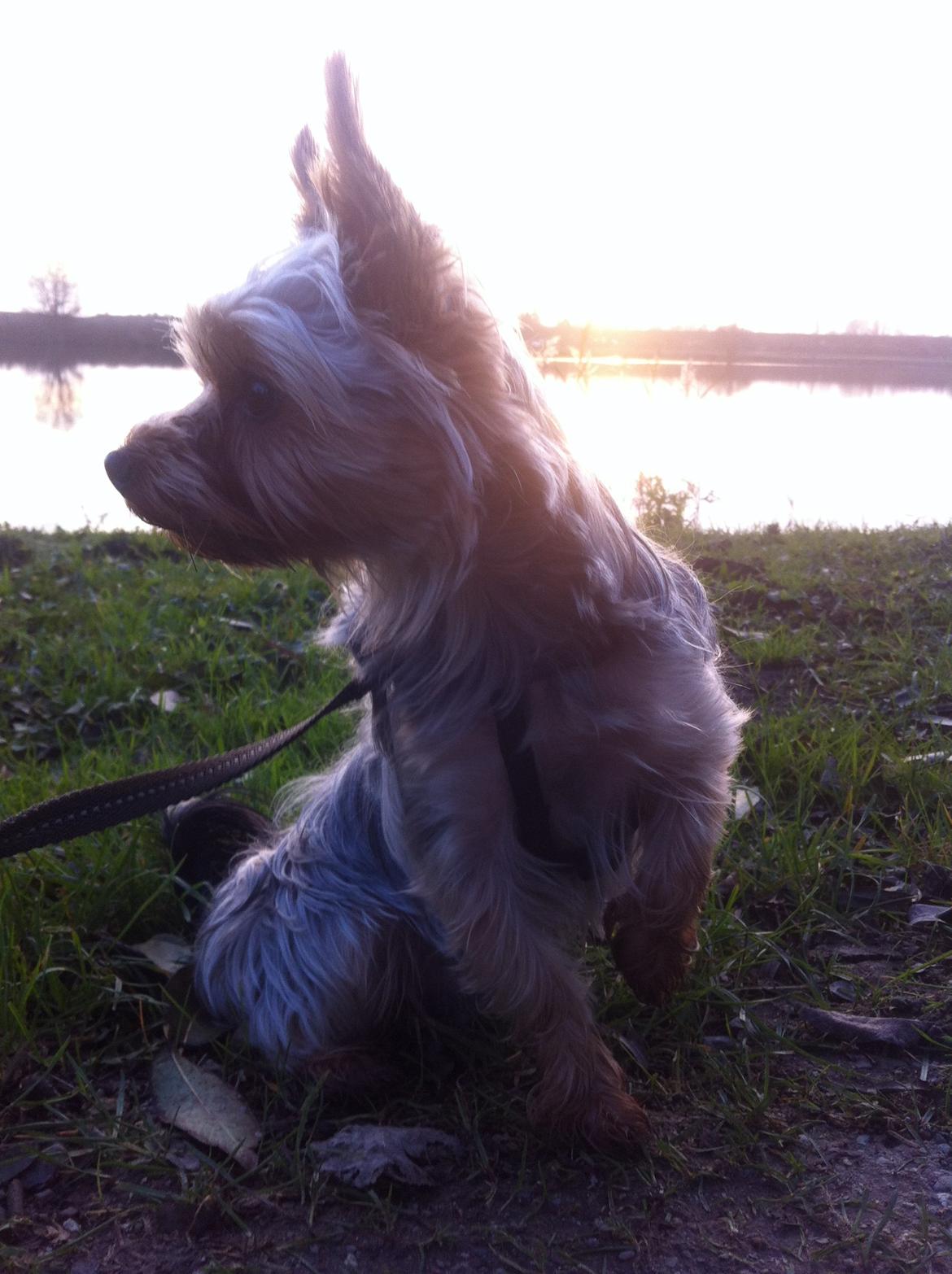 Yorkshire terrier Ludvig billede 25