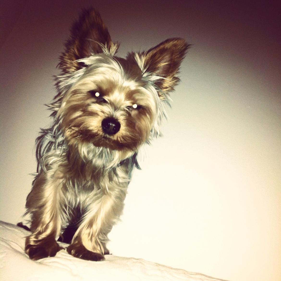 Yorkshire terrier Ludvig billede 28