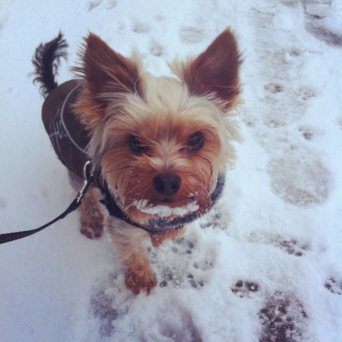 Yorkshire terrier Ludvig billede 26