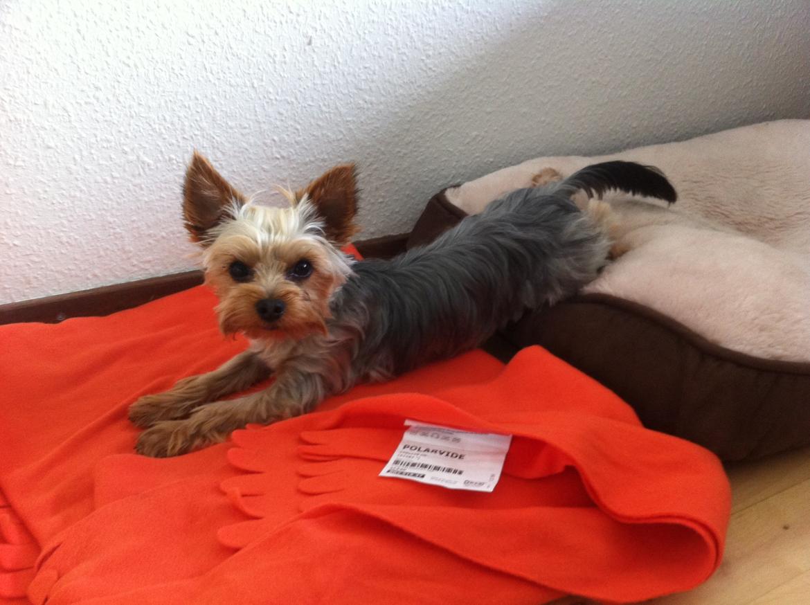 Yorkshire terrier Ludvig billede 22