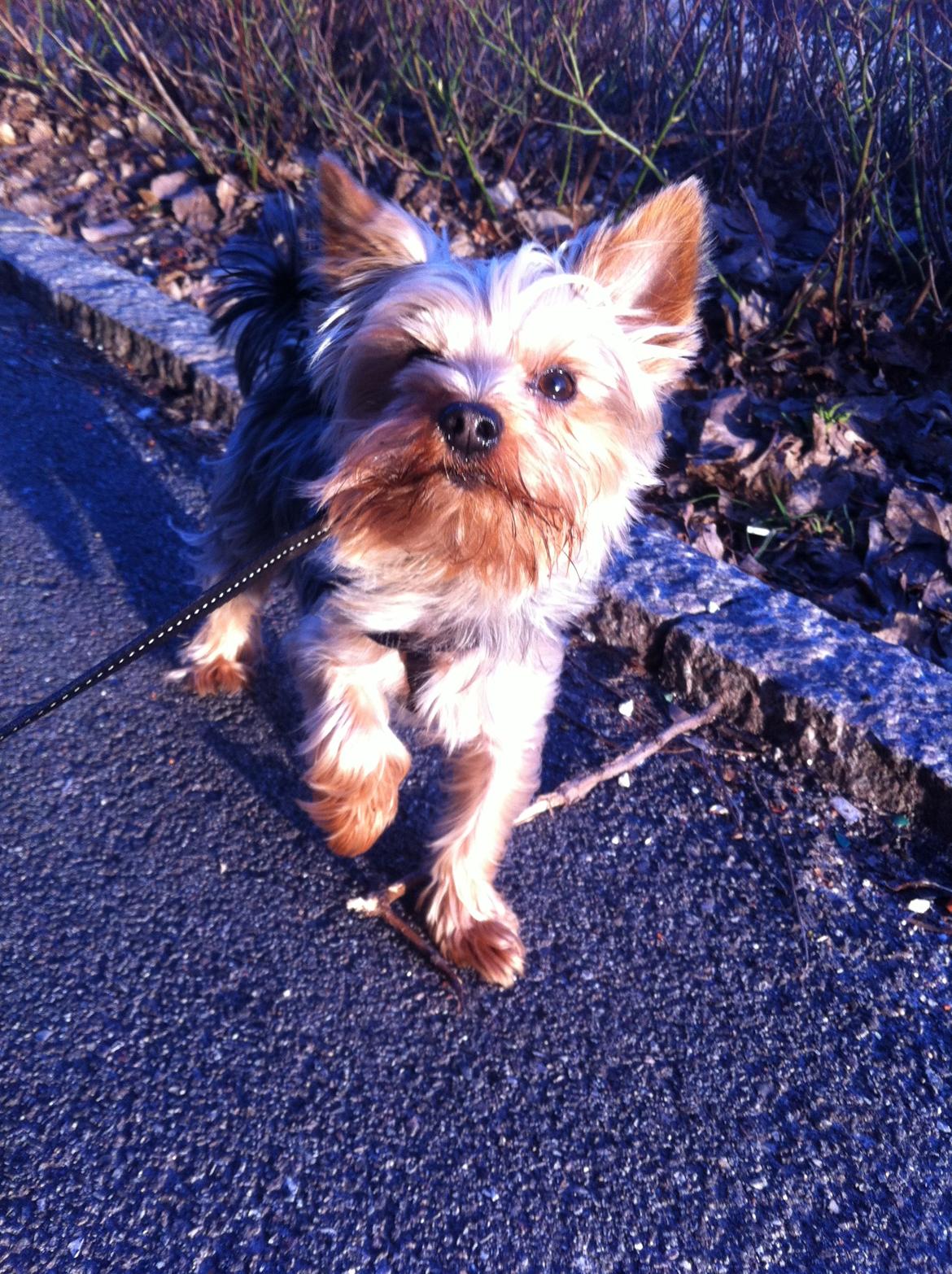 Yorkshire terrier Ludvig billede 27