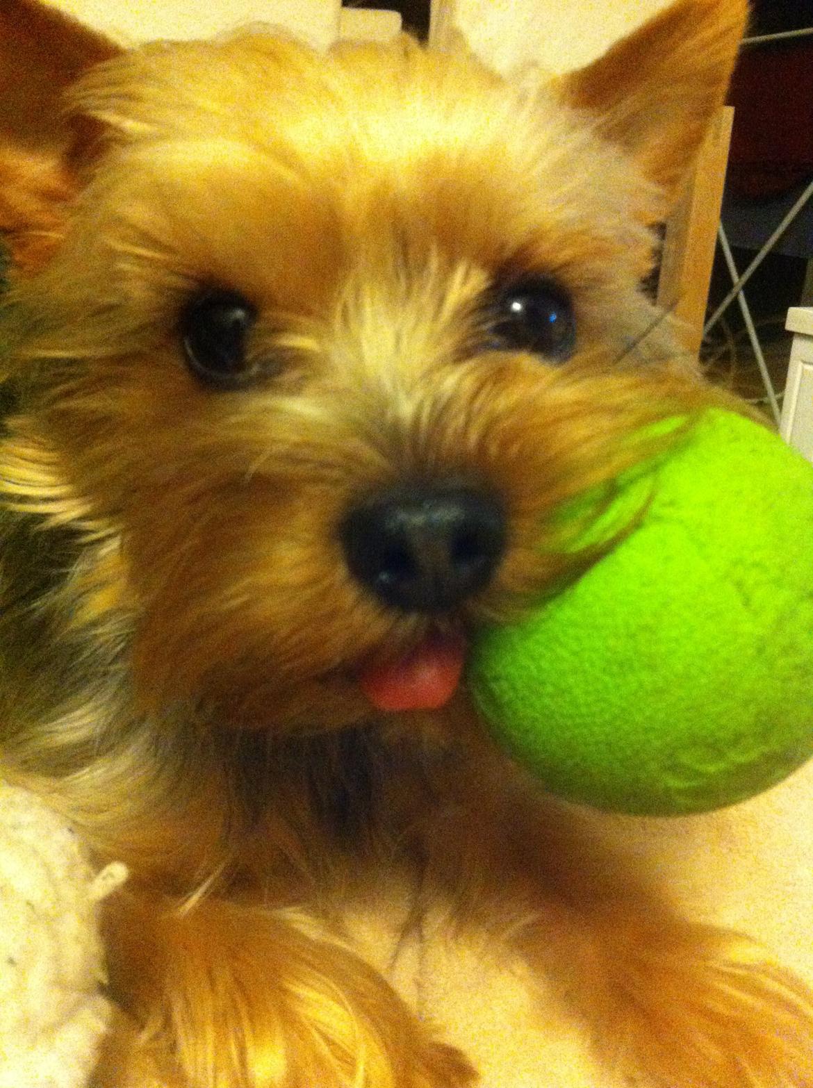 Yorkshire terrier Ludvig billede 14