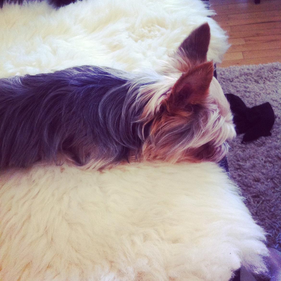 Yorkshire terrier Ludvig billede 30