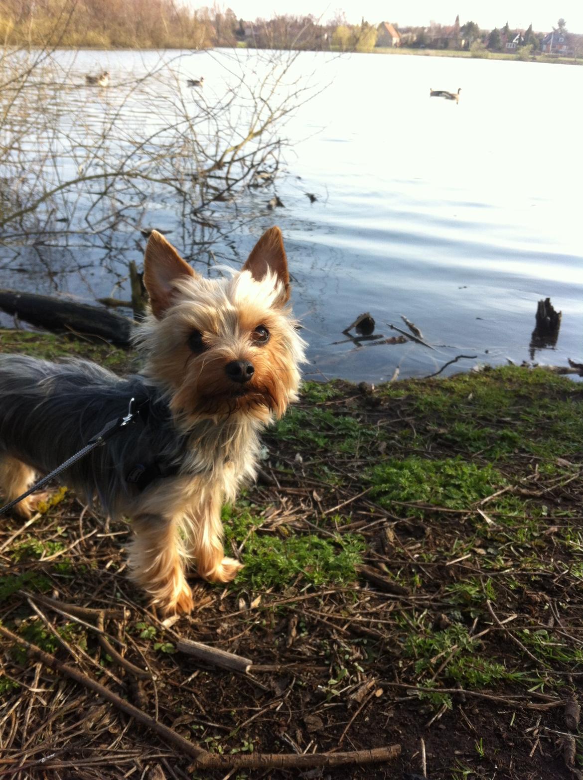 Yorkshire terrier Ludvig billede 29