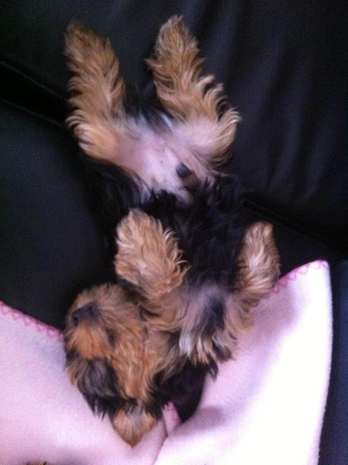 Yorkshire terrier Ludvig billede 31