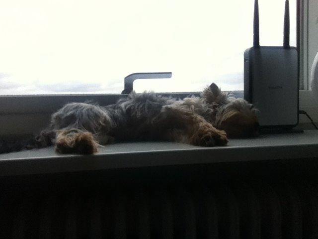 Yorkshire terrier Ludvig billede 32