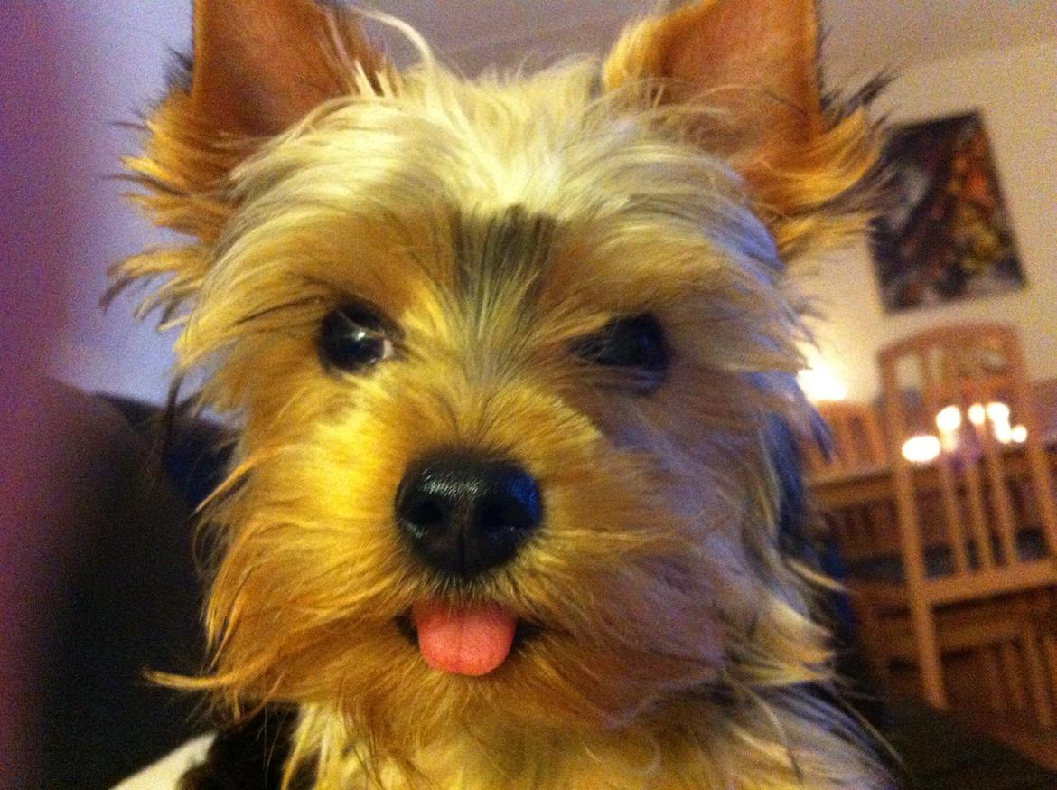 Yorkshire terrier Ludvig billede 2