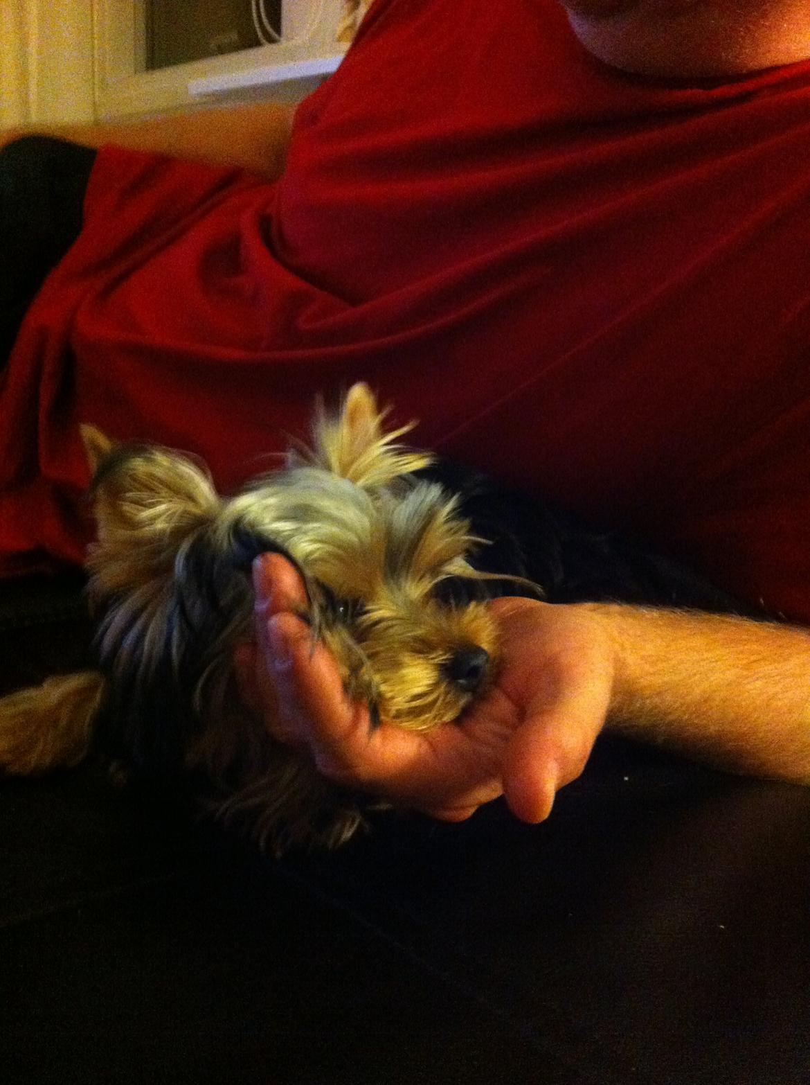 Yorkshire terrier Ludvig billede 33