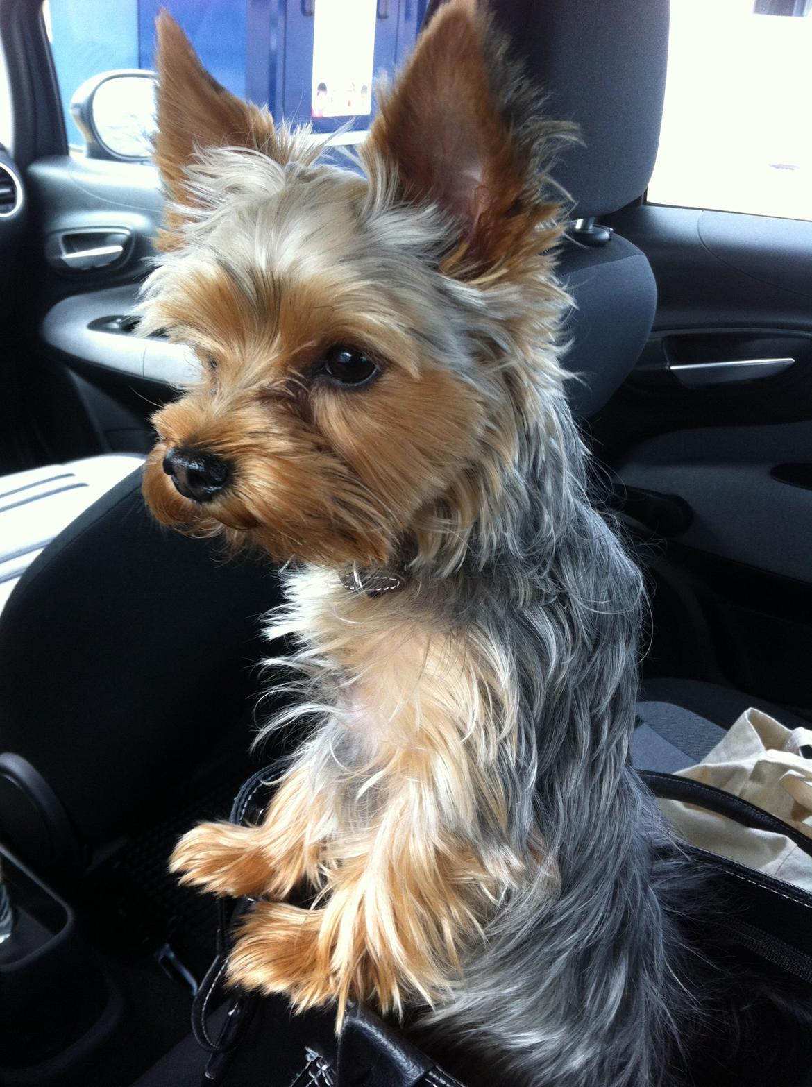 Yorkshire terrier Ludvig billede 34