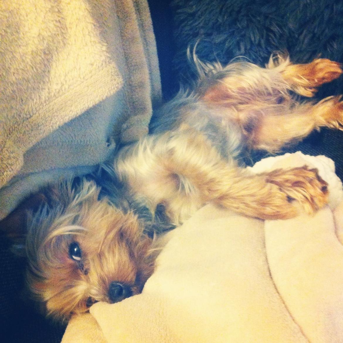 Yorkshire terrier Ludvig billede 35