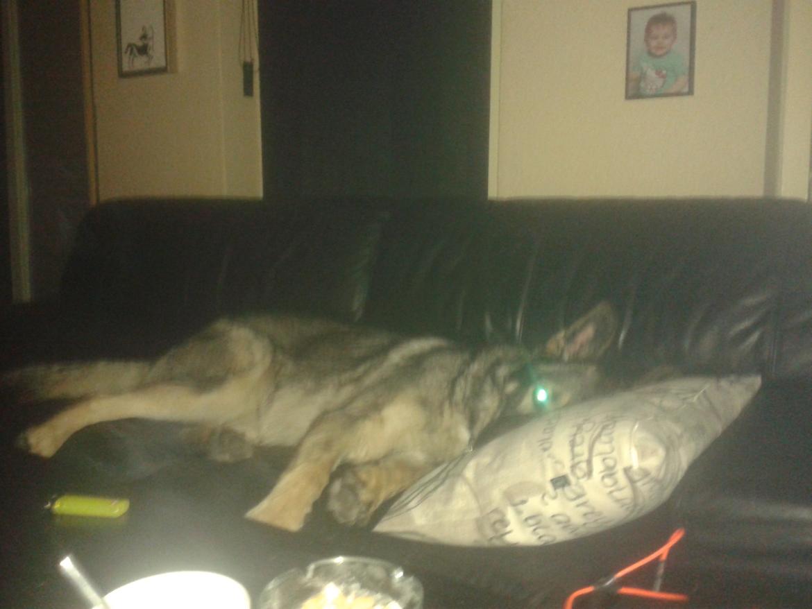 Schæferhund Tyson billede 5