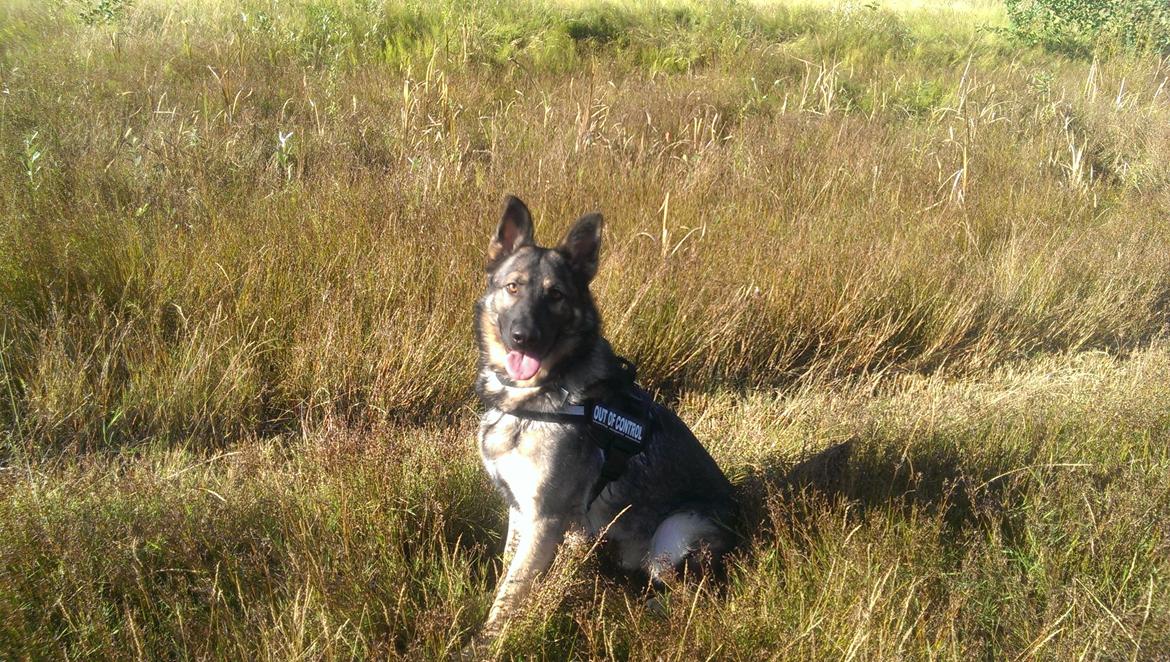 Schæferhund Tyson billede 6