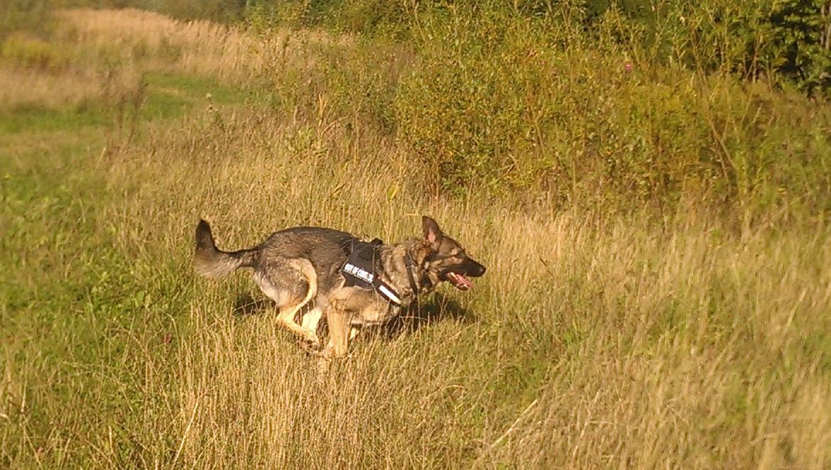 Schæferhund Tyson billede 7