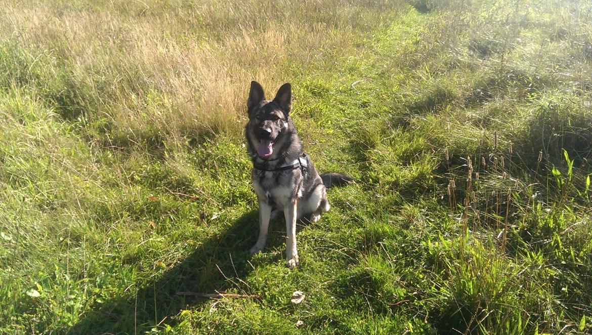 Schæferhund Tyson billede 3