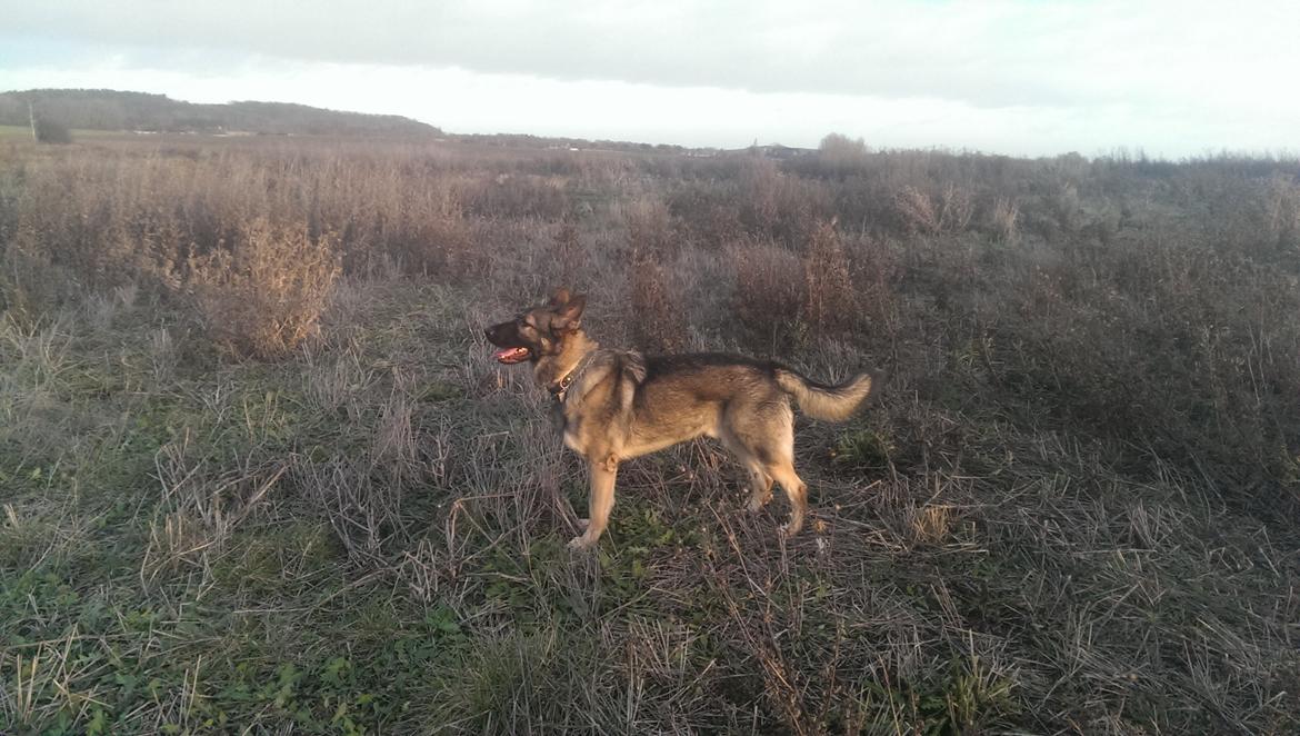 Schæferhund Tyson billede 8