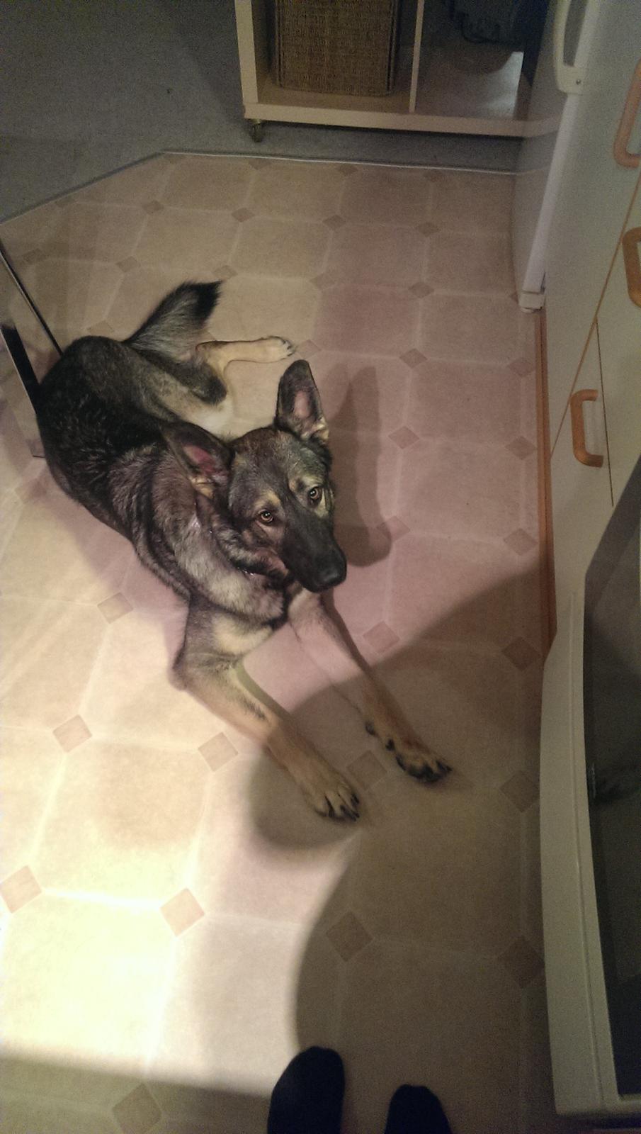 Schæferhund Tyson billede 9