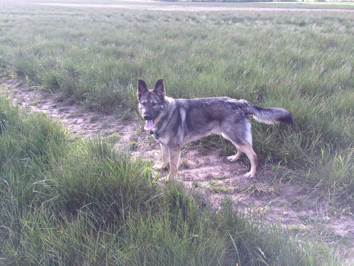 Schæferhund Tyson billede 10
