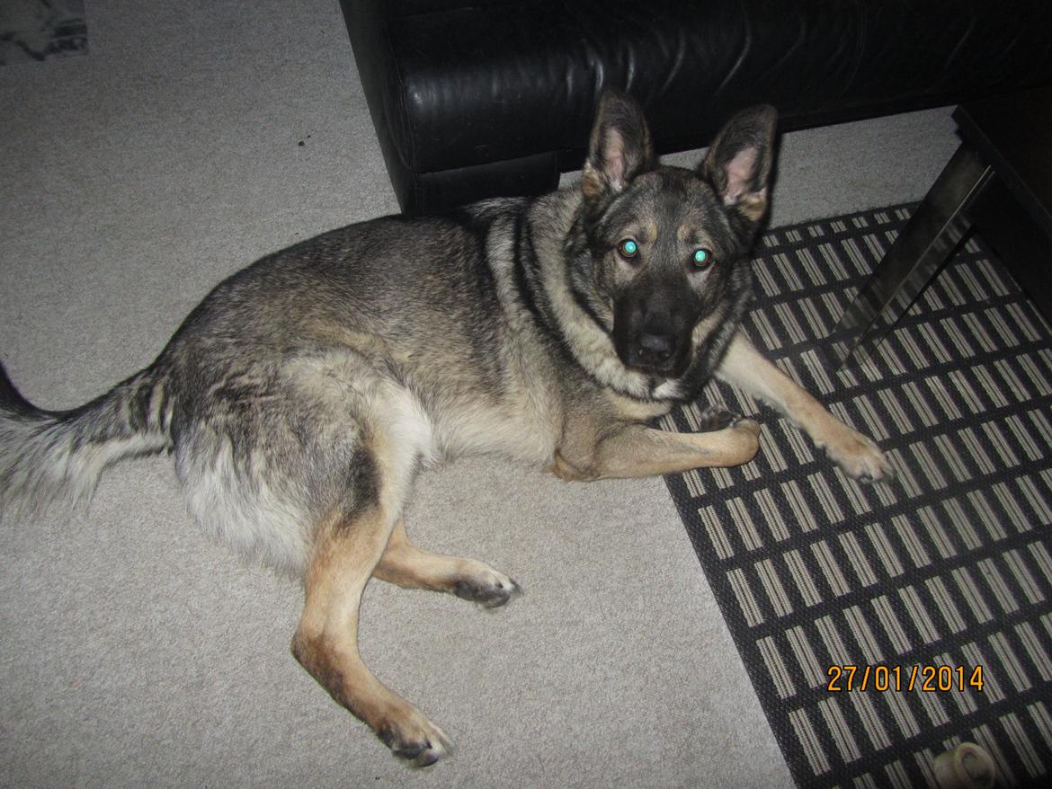 Schæferhund Tyson billede 11