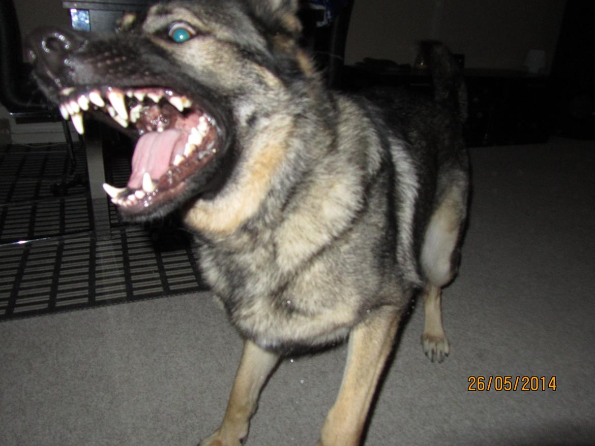 Schæferhund Tyson billede 12