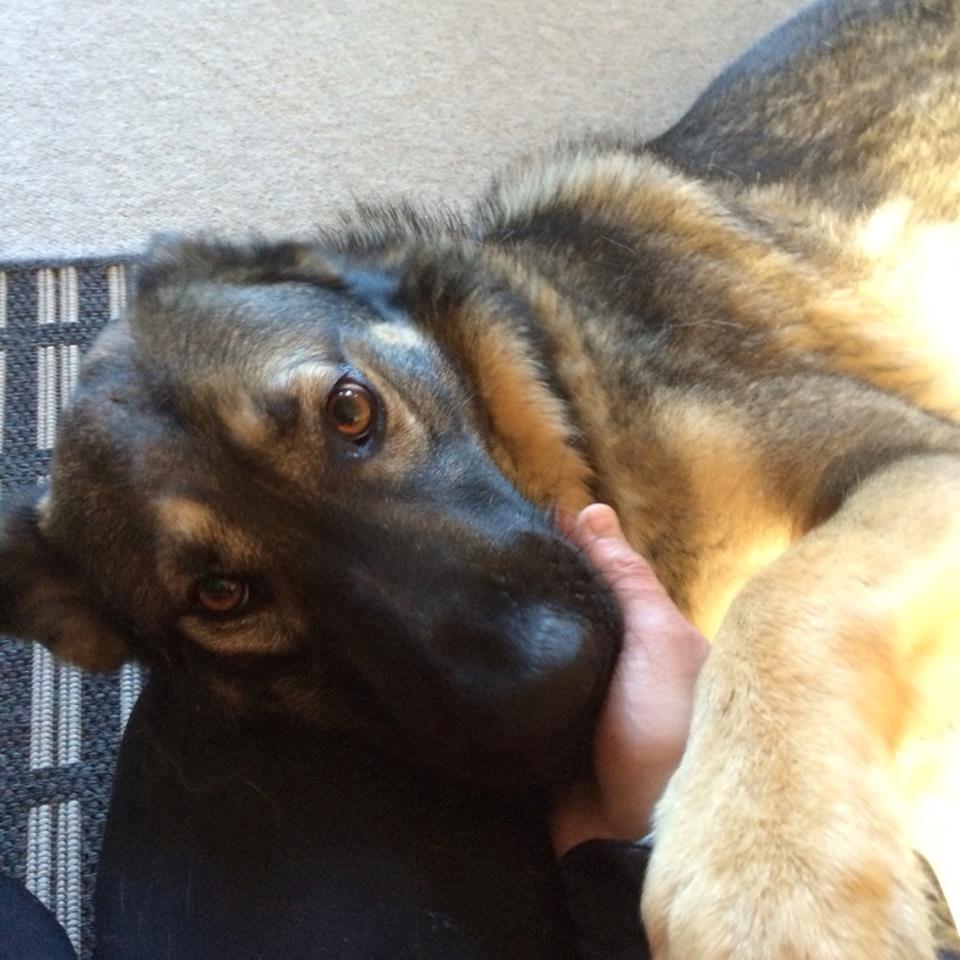 Schæferhund Tyson billede 13