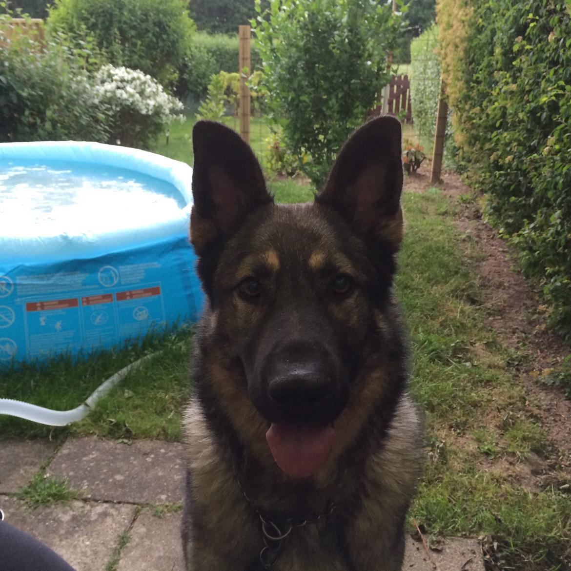 Schæferhund Tyson billede 14