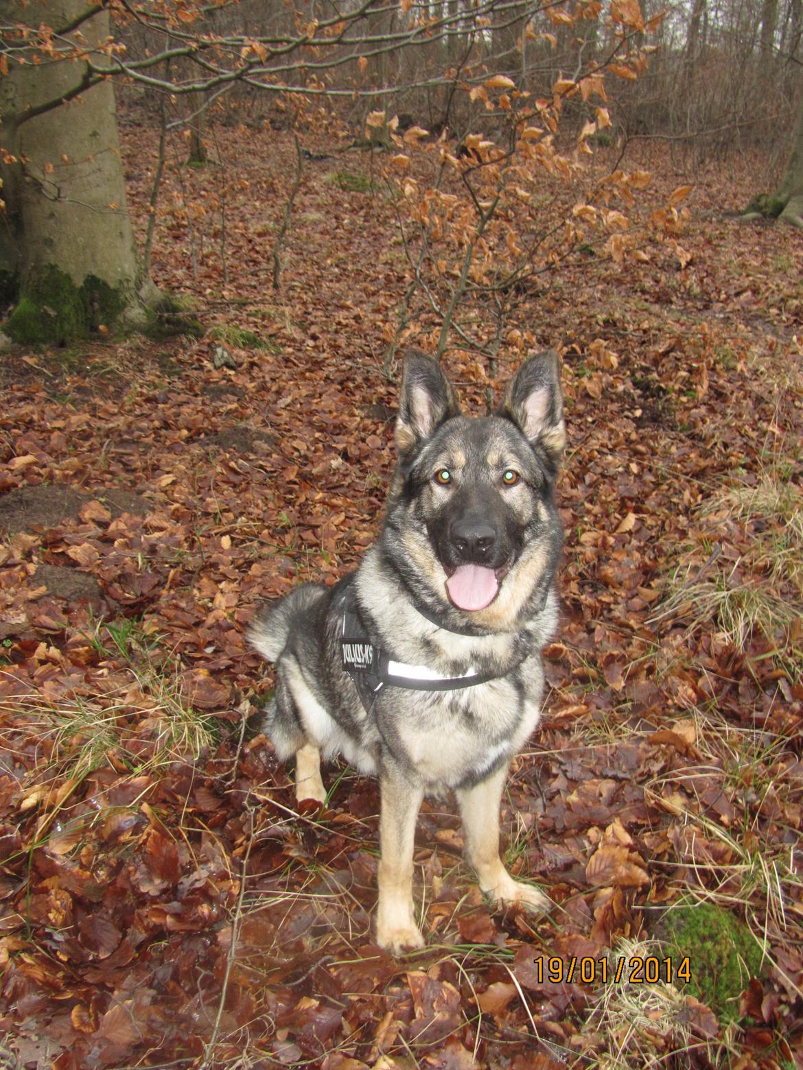 Schæferhund Tyson billede 15