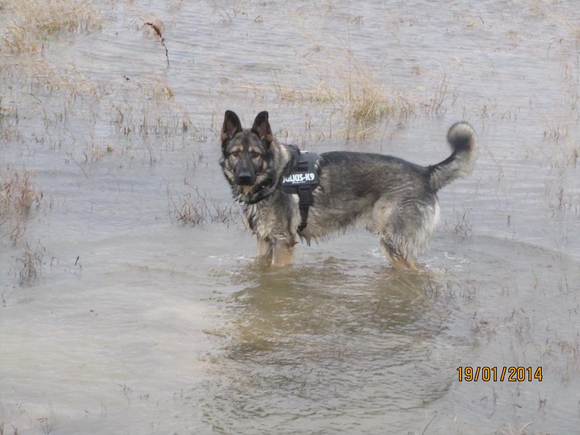 Schæferhund Tyson billede 16