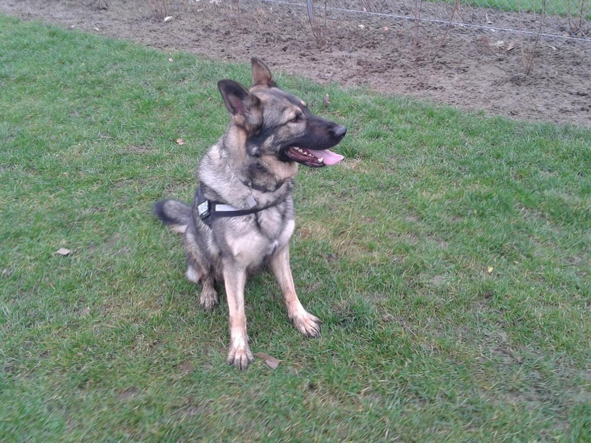 Schæferhund Tyson billede 4