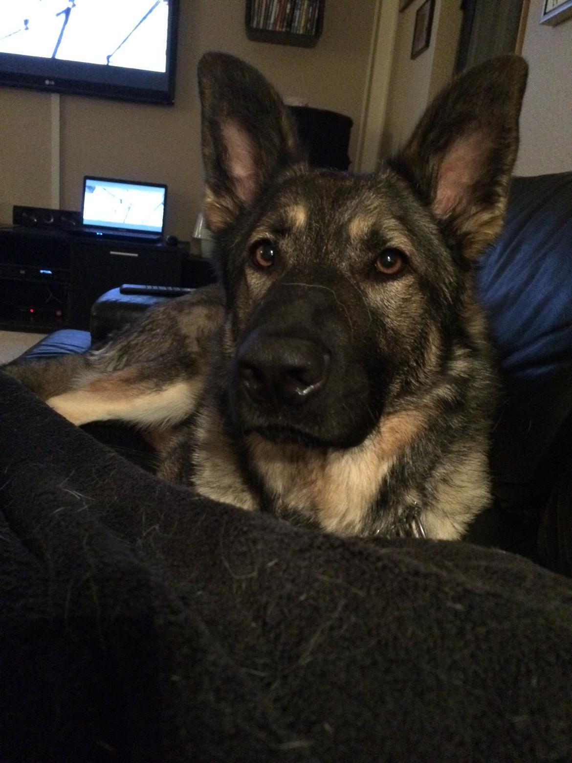 Schæferhund Tyson billede 2