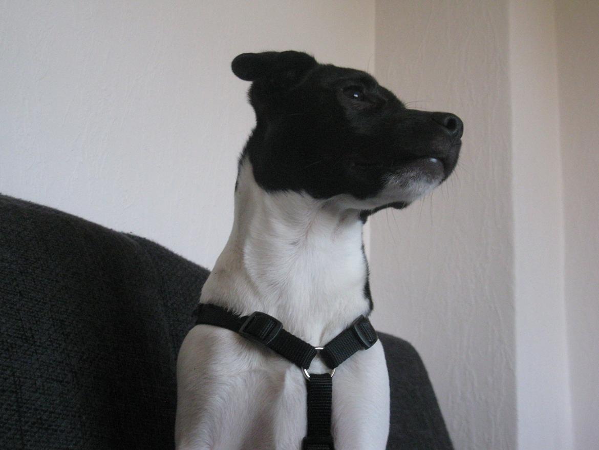 Dansk svensk gaardhund Hermann billede 14