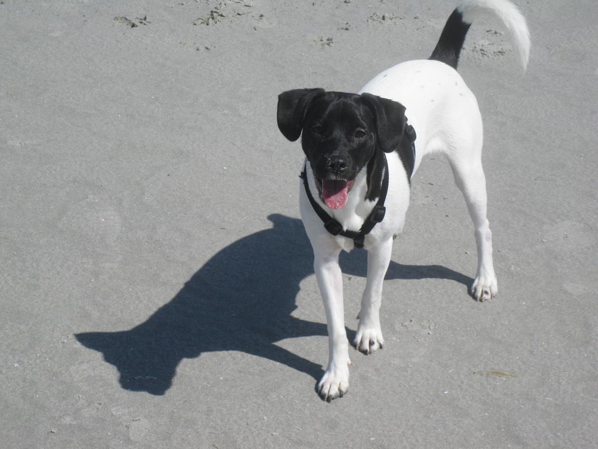Dansk svensk gaardhund Hermann - på stranden billede 15