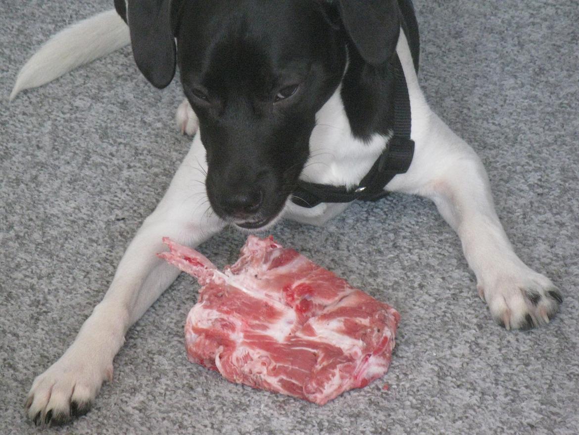 Dansk svensk gaardhund Hermann - 7 måneder billede 17