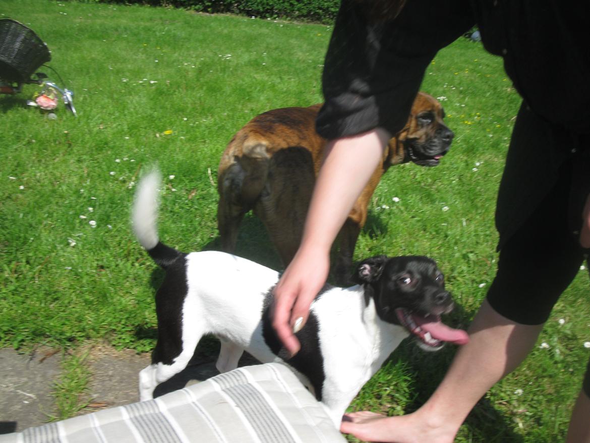 Dansk svensk gaardhund Hermann - 7 måneder billede 16