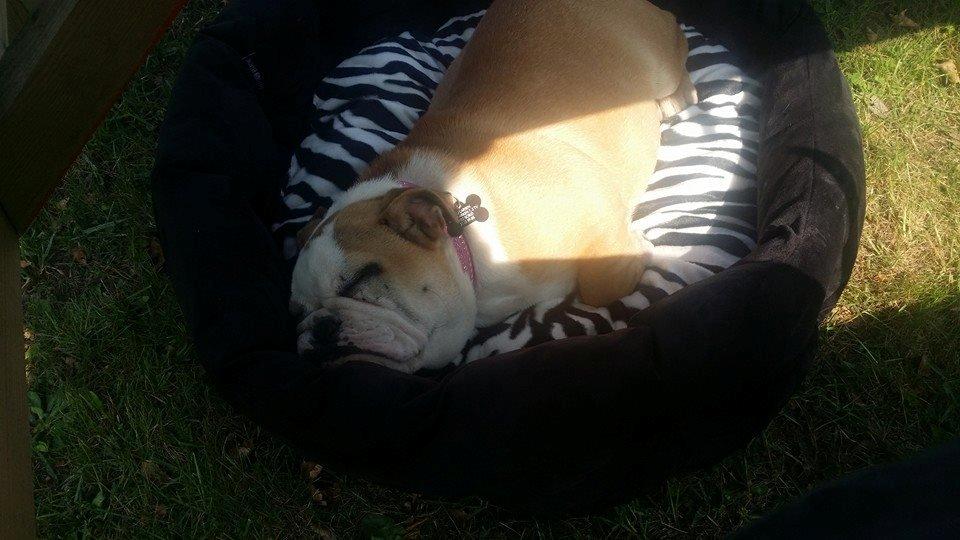 Engelsk bulldog freja billede 1