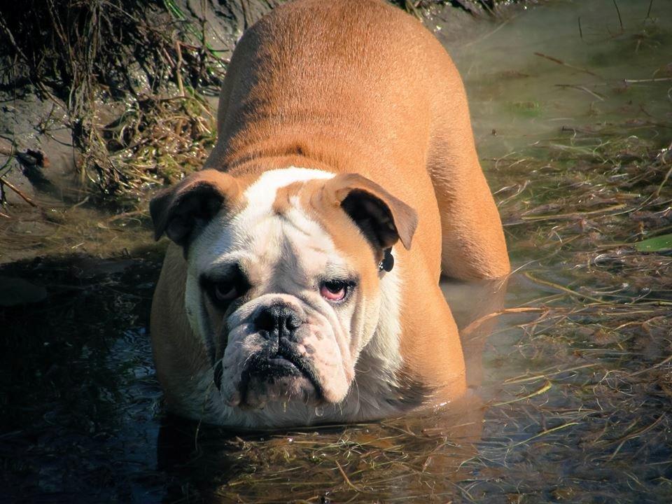 Engelsk bulldog freja billede 2