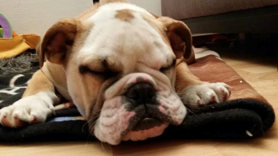 Engelsk bulldog freja billede 3
