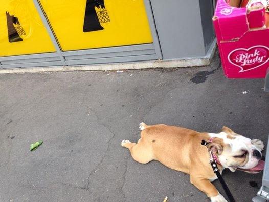 Engelsk bulldog freja billede 4