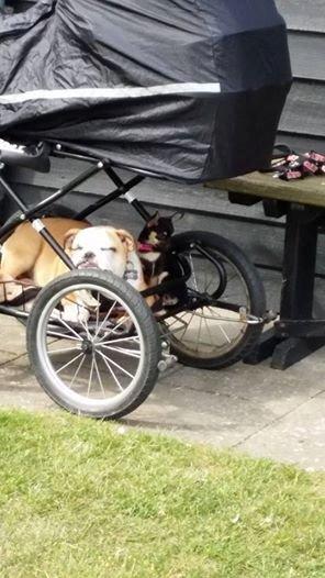 Engelsk bulldog freja billede 5