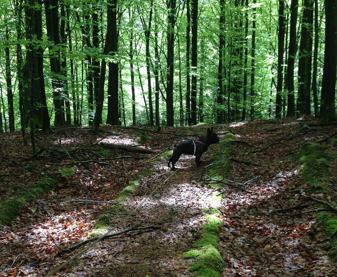 Fransk bulldog *Babette* - Vores skønne "baghave" :) billede 10