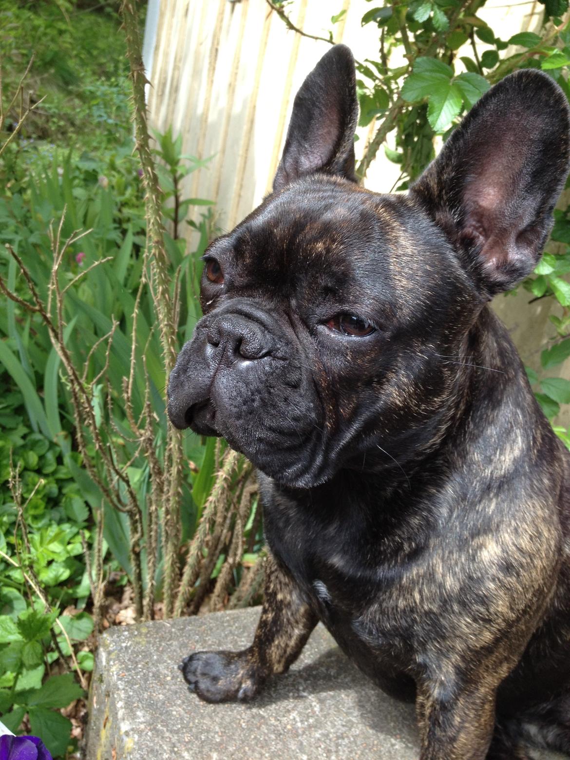 Fransk bulldog *Babette* - Babette, 13 mdr. billede 1