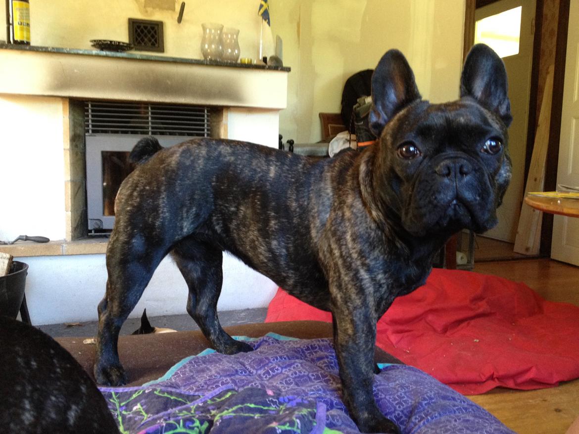 Fransk bulldog *Babette* - En fransk Capriolet :D billede 6